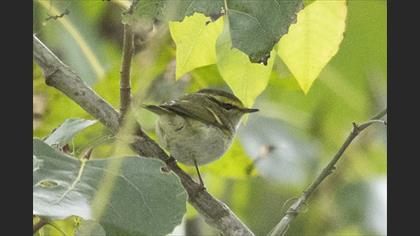 Pallas`s Leaf Warbler