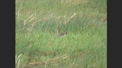 Common Snipe