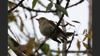 Red-breasted Flycatcher