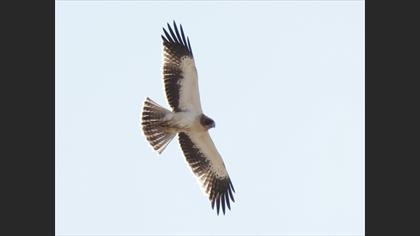 Küçük Kartal