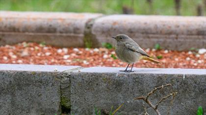 Black Redstart