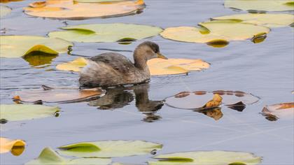 Little Grebe