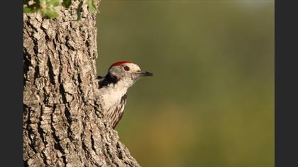 Middle Spotted Woodpecker