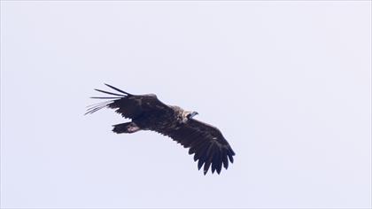 Cinereous Vulture