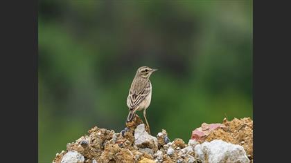 Tawny Pipit