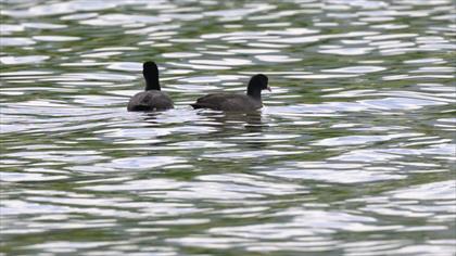 Eurasian Coot