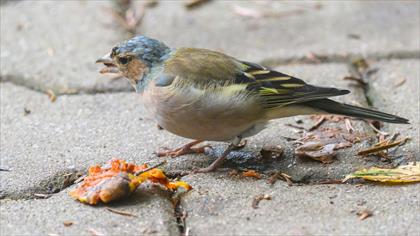 Eurasian Chaffinch
