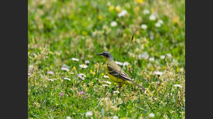 Western Yellow Wagtail