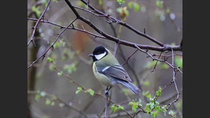 Great Tit