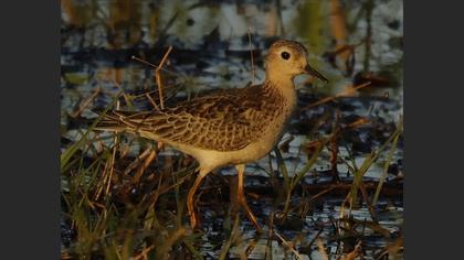 Buff-breasted Sandpiper