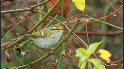 Pallas`s Leaf Warbler