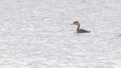 Great Crested Grebe