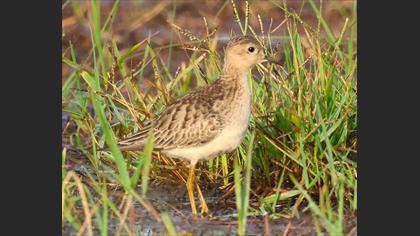 Buff-breasted Sandpiper