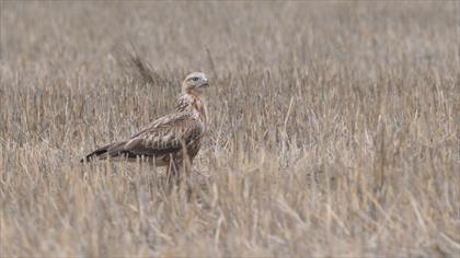 Long-legged Buzzard