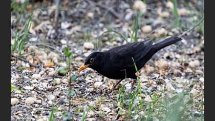 Common Blackbird