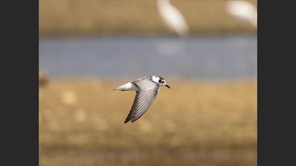 Whiskered Tern