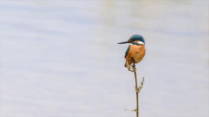 Common Kingfisher