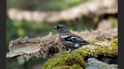Eurasian Chaffinch