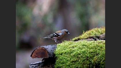 Eurasian Chaffinch
