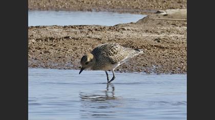 European Golden Plover