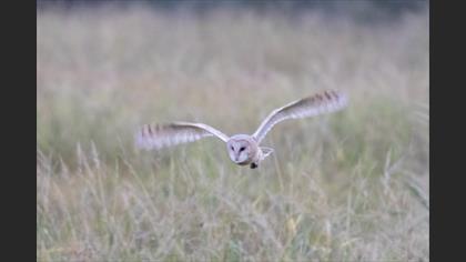 Western Barn Owl