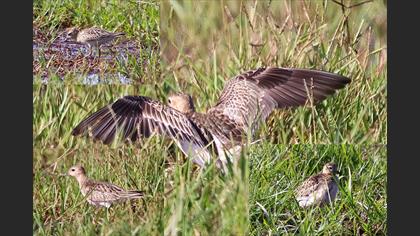 Buff-breasted Sandpiper