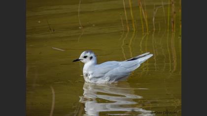 Little Gull