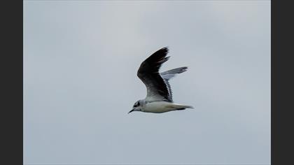 Little Gull