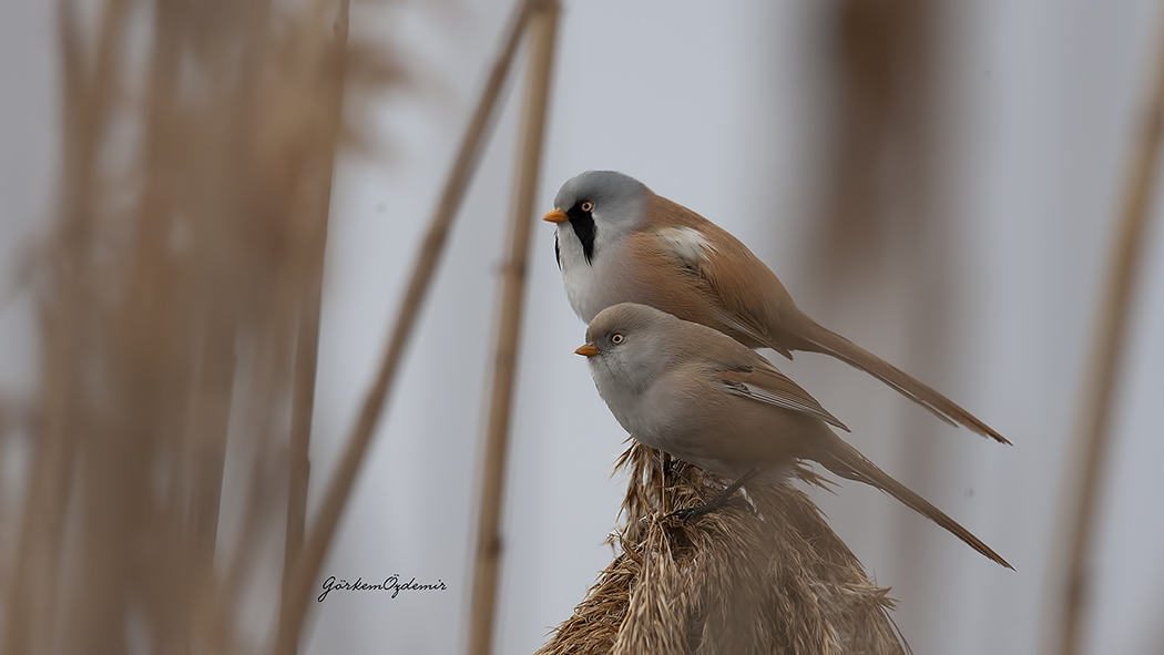 Bıyıklı Baştankara