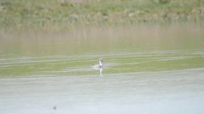 Kızıl Denizdüdükçünü video