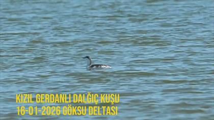Kızılgerdanlı Dalgıç video