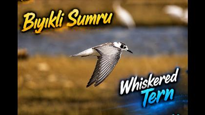 Bıyıklı Sumru video