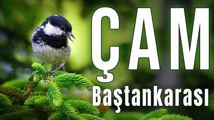 Çam Baştankarası
