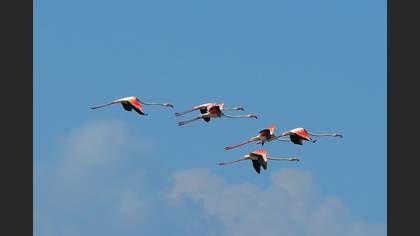 Flamingo