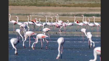 Küçük flamingo