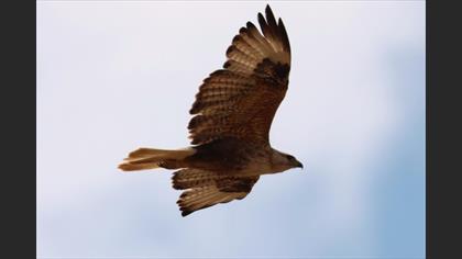 Kızıl şahin