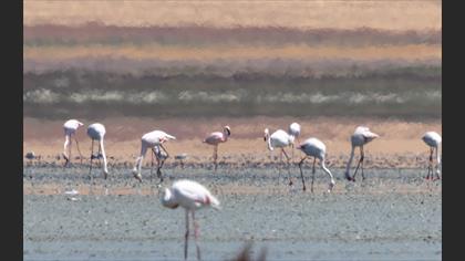 Küçük flamingo