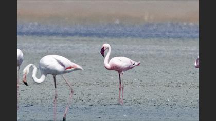 Küçük flamingo