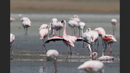 Küçük flamingo