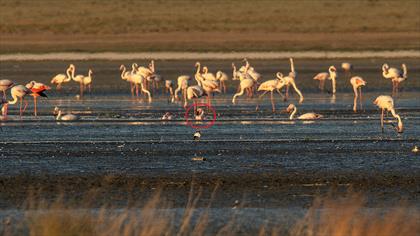 Küçük flamingo