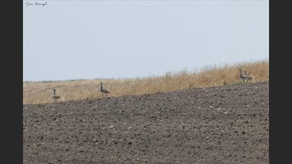 Great Bustard