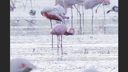 Lesser Flamingo