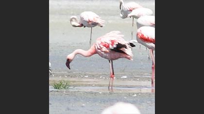 Küçük flamingo