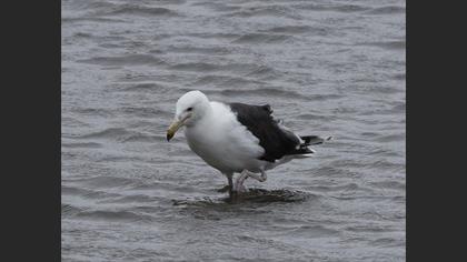 Great Black-backed Gull