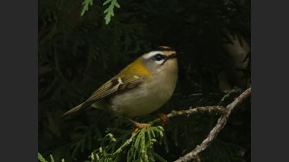 Common Firecrest