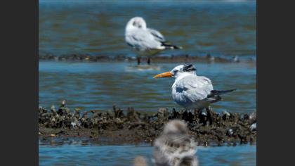 West African Crested Tern