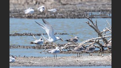 West African Crested Tern
