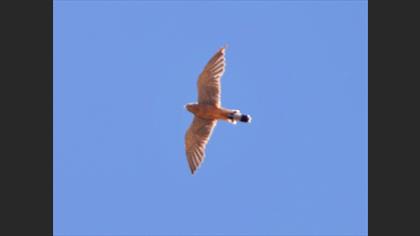 Lesser Kestrel