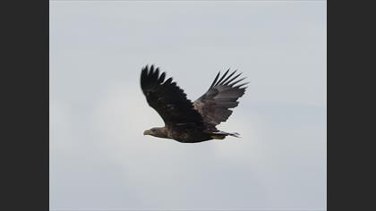 White-tailed Eagle