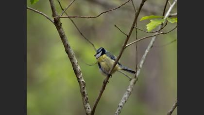 Eurasian Blue Tit
